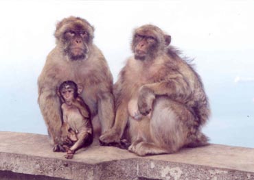 Ape Family