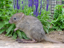 Bettong
