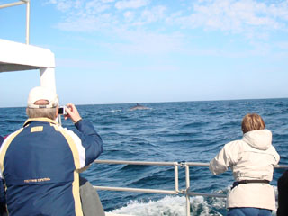 Whale Watching